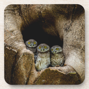 Forests Three Owls Looking Coaster