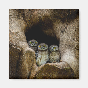 Forests Three Owls Looking Magnet