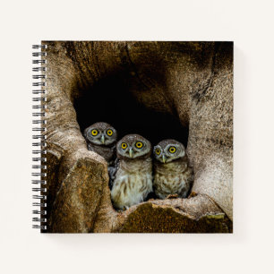 Forests   Three Owls Looking Notebook