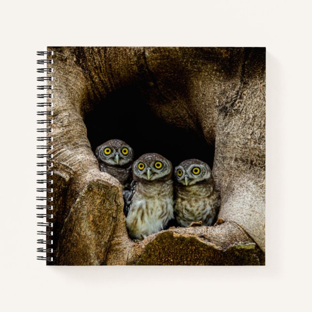 Forests | Three Owls Looking Notebook (Front)