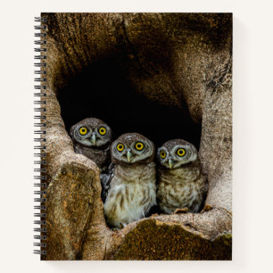 Forests   Three Owls Looking Notebook