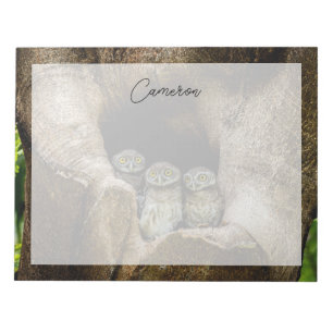 Forests Three Owls Looking Notepad