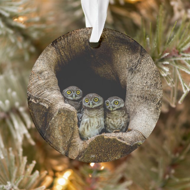 Forests | Three Owls Looking Ornament (Tree)