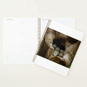 Forests Three Owls Looking Planner