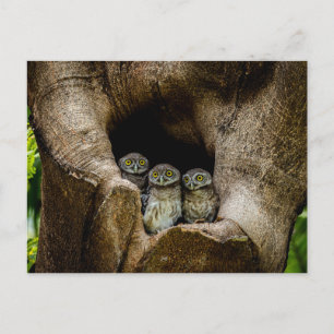 Forests Three Owls Looking Postcard