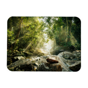 Forests Tropical Jungle Forest Magnet