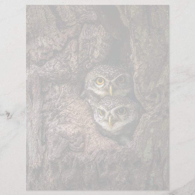 Forests | Two Owls Looking (Front)