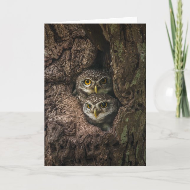 Forests | Two Owls Looking Card (Front)