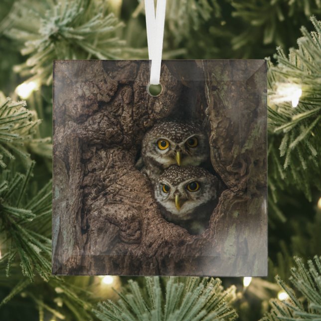 Forests | Two Owls Looking Glass Tree Decoration (Insitu)