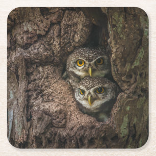 Forests   Two Owls Looking Square Paper Coaster