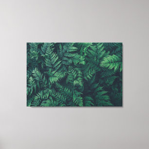 Forests Woodland Ferns Canvas Print