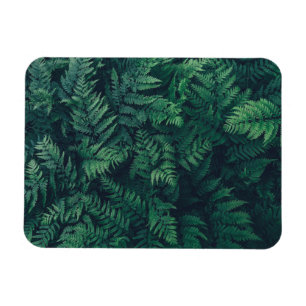 Forests Woodland Ferns Magnet