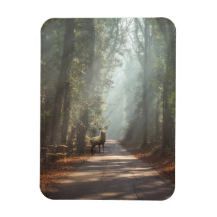 Forests Woodland Stag Magnet