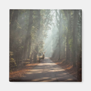 Forests Woodland Stag Magnet