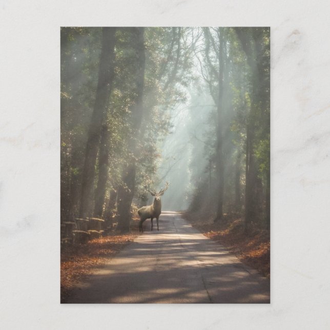 Forests | Woodland Stag Postcard (Front)