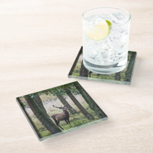 Forests Woodlands & Red Deer Glass Coaster