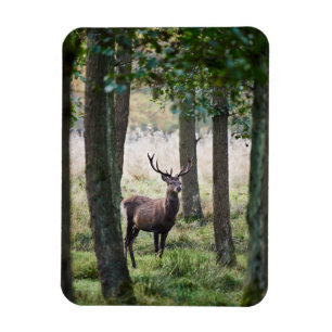 Forests Woodlands & Red Deer Magnet