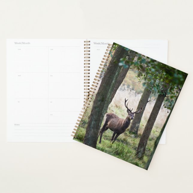 Forests | Woodlands & Red Deer Planner (Display)
