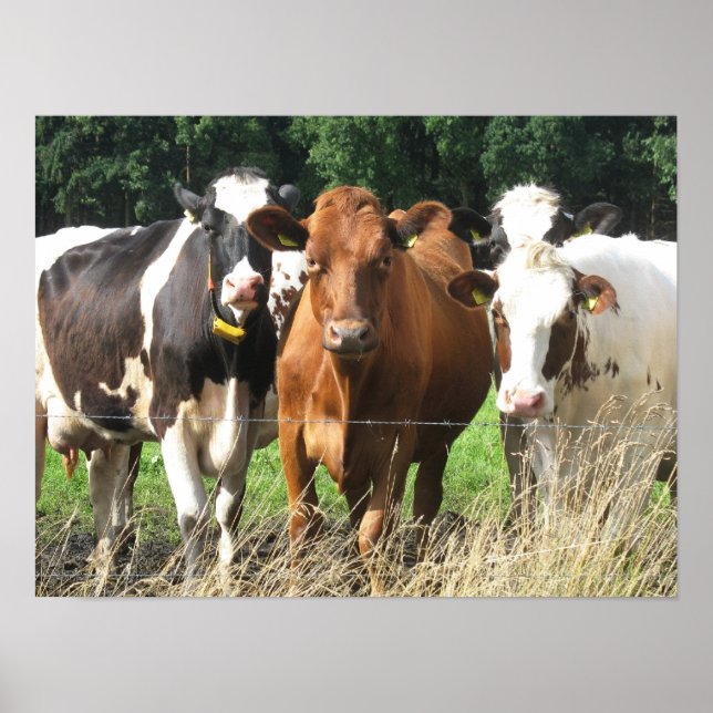 Forever Friends Cow Poster Gift (Front)