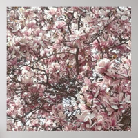 Forever Spring Magnolia Photography Poster