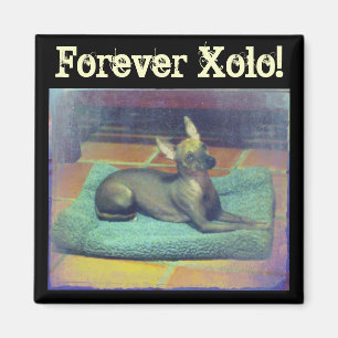Forever Xolo! Magnet
