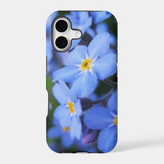Forget-me-not