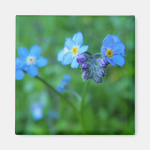 Forget-me-not Blues Magnet