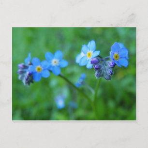 Forget-me-not Blues Postcard
