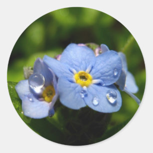 Forget-me-not Classic Round Sticker