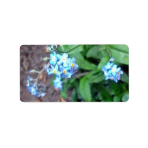 Forget-me-not flowers label