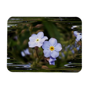 Forget me not flowers magnet