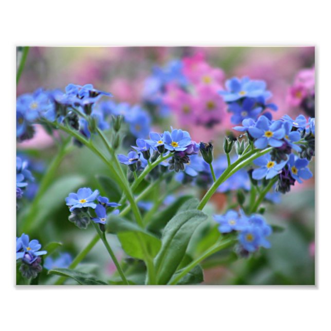 Forget-me-not flowers photo print (Front)