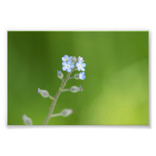 Forget-me-not Flowers Photo Print