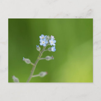 Forget-me-not Flowers Postcard