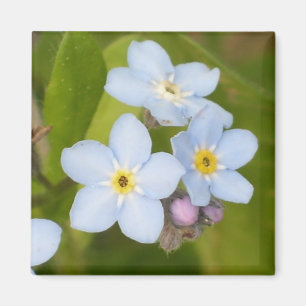 Forget-me-not magnet