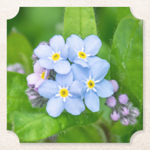 Forget-me-not, Paper Coaster
