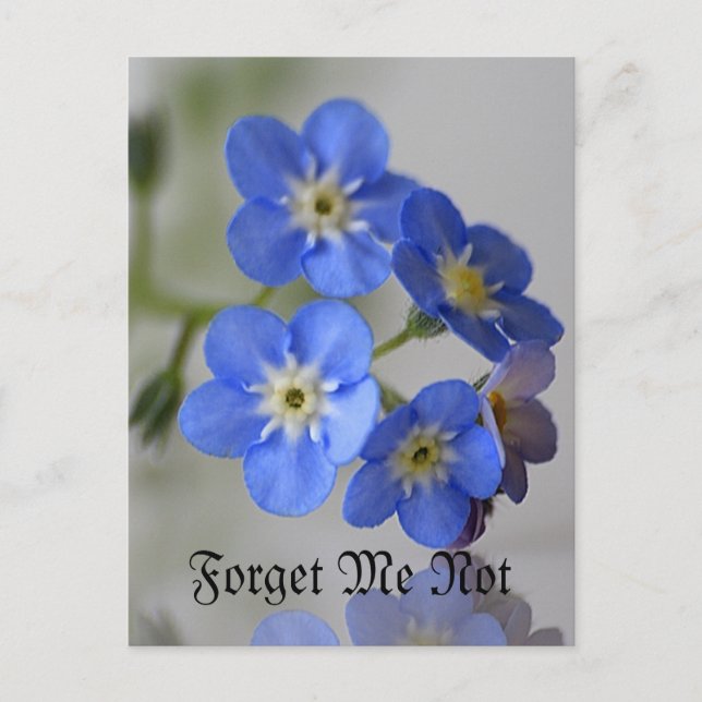 Forget Me Not Postcard (Front)