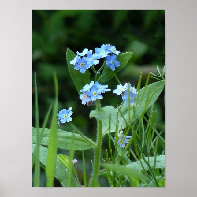 Forget-me-not Poster (Front)