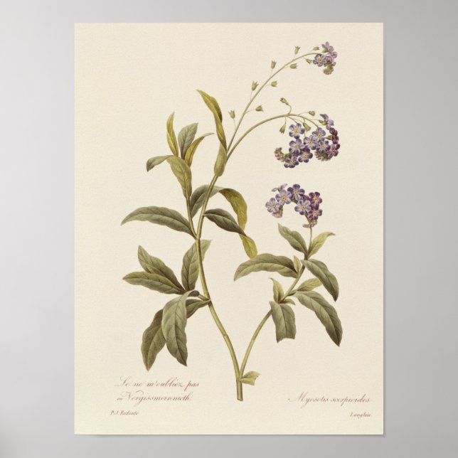 Forget-me-not Poster (Front)