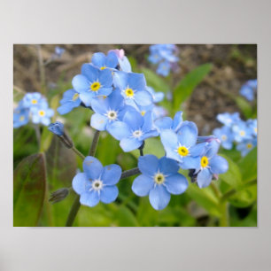 Forget Me Not Poster