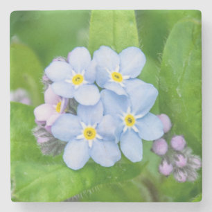 Forget-me-not, Stone Coaster