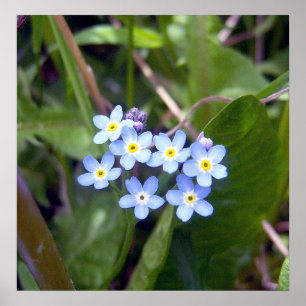 Forget Me Nots 2 Poster