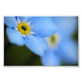 Forget-Me-Nots 9 Photo Print