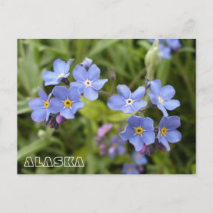 Forget-Me-Nots, Alaska State Flower Postcard