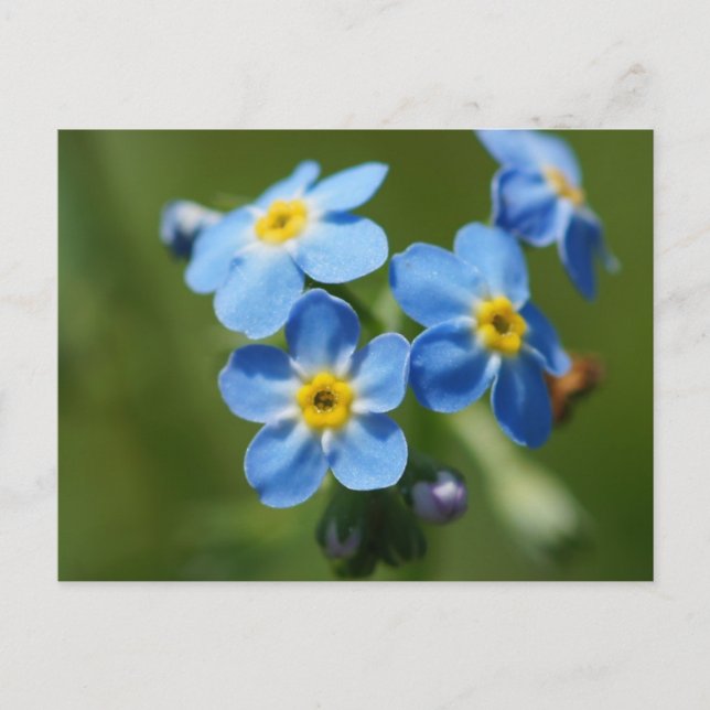 Forget-Me-Nots Flowers Postcard (Front)
