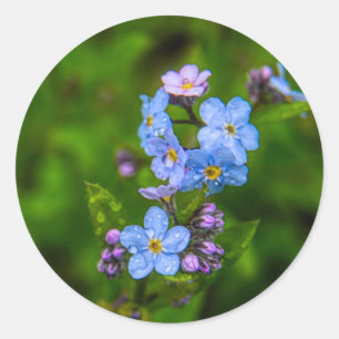 Forget-me-nots in the Rain Classic Round Sticker