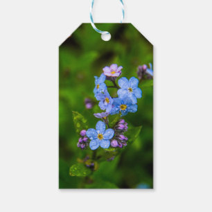 Forget-me-nots in the Rain Gift Tags