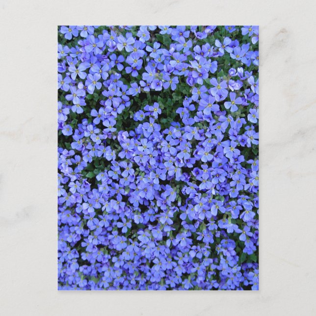 Forget Me Nots Postcard (Front)