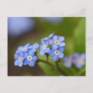 Forget-Me-Nots  Postcard