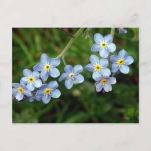 Forget Me Nots Postcard